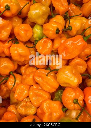 Poivrons orange Habanero, poivre épicé de récolte, fond, produits de supermarché, habanero d'Amérique centrale, Épice africain Banque D'Images
