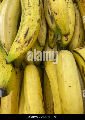 plantain ou banane verte, plantain de récolte, fond, plantain de marché agricole, cultivé localement, récolte biologique Banque D'Images