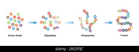 Conception scientifique des niveaux de formation de molécules de protéines. Symboles colorés. Illustration vectorielle. Illustration de Vecteur