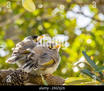 Un couple amoureux d'oiseaux Banque D'Images