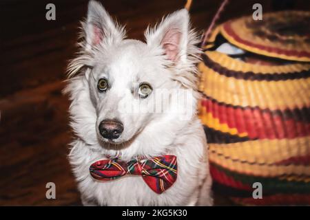 Beau jeune chien blanc - Eskimo américain - Spitz avec noeud en plaid rouge regardant la caméra avec panier dans un arrière-plan sombre flou Banque D'Images