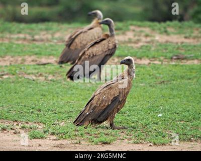 Trois vautours africains à dos blanc (Gyps africanus) ont fait un retour vers la mort dans les prairies des zones de conservation de Masai Mara - Kenya, Afrique Banque D'Images