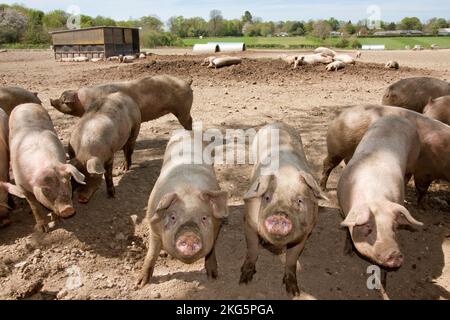 Cochons hybrides sains de l'aire de répartition libre, West Sussex, Angleterre Banque D'Images