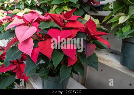 De magnifiques poinsettias rouges et roses sont exposés dans la serre qui fleurit à temps pour la période des fêtes de Noël. Banque D'Images