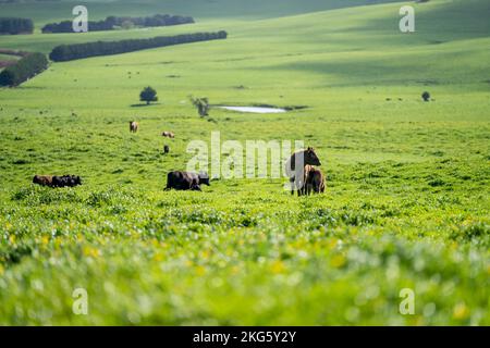 angus et wagyu clouent des vaches et des taureaux dans une ferme au printemps Banque D'Images