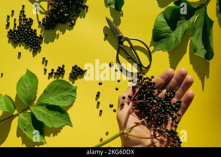 Baies de Sambucus.bouquet de baies d'Elderberry et cisaille de jardin dans les mains sur un fond jaune.médecine alternative Banque D'Images