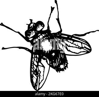 La silhouette noire de The Fly sur fond blanc. Illustration de silhouette d'icône Illustration de Vecteur