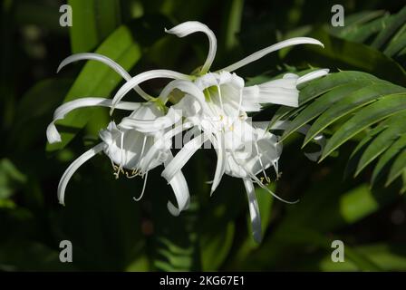 FLEURS BLANCHES HYMENOCALLIS FESTALIS ÉGALEMENT CONNUES SOUS LE NOM DE LIS D'ARAIGNÉE, DE LIS SACRÉ OU DE JONQUILLE PÉRUVIENNE. Banque D'Images