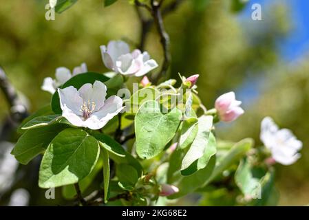 Un coing en fleur (cydonia oblonga) au printemps en Australie Banque D'Images