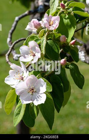 Un coing en fleur (cydonia oblonga) au printemps en Australie Banque D'Images