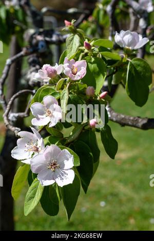 Un coing en fleur (cydonia oblonga) au printemps en Australie Banque D'Images