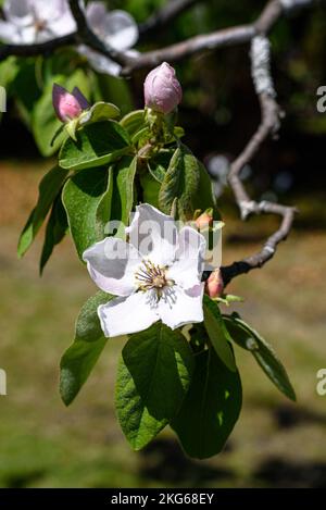 Un coing en fleur (cydonia oblonga) au printemps en Australie Banque D'Images