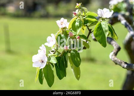 Un coing en fleur (cydonia oblonga) au printemps en Australie Banque D'Images