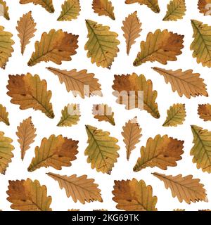 Motif jaune automne feuilles de chêne herbier. Agriculture, écologique, ferme biologique. Il est parfait pour les cartes postales, les affiches, les bannières, les invitations, greeti Banque D'Images