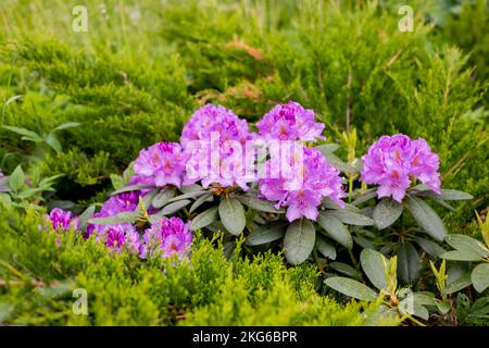 Rhododendron, belle azalea en fleurs - arbustes décoratifs à fleurs. Fleurs violettes de l'azalée japonica Konigstein - azalée japonaise. Pistil et Banque D'Images