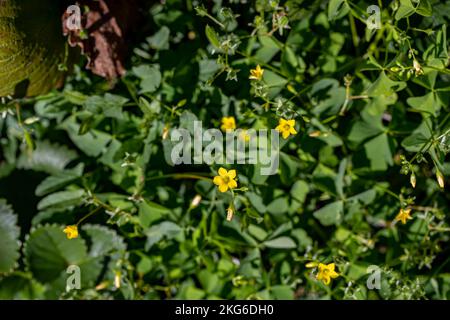 Oxalis dillenii fleur en croissance dans le pré Banque D'Images