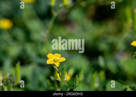 Oxalis dillenii fleur en croissance dans le pré Banque D'Images