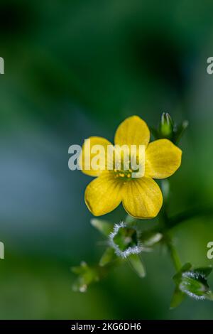 Oxalis dillenii fleur en croissance dans le pré Banque D'Images