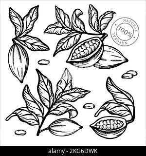 CACAO COLLECTION fruits graines et feuilles de Theobroma arbre Monochrome Design en style vintage dessin à la main clip Art avec cachet vecteur Illustration ensemble pour Illustration de Vecteur