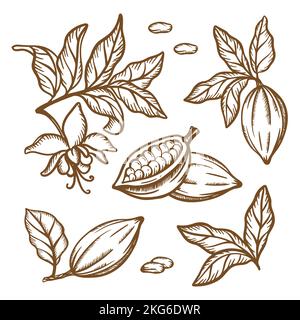 DESSIN DE BRANCHES DE CACAO graines de fruits feuilles branches de Theobroma arbre marron Monochrome Design en style vintage dessin à la main clip Art Vector Illustration S Illustration de Vecteur