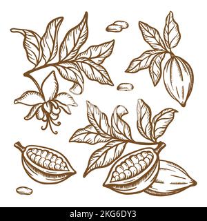 BRANCHES D'ARBRE DE CACAO fruits graines et feuilles de arbre de Theobroma marron Monochrome Design en style vintage dessin à la main clip Art Vector Illustration ensemble pour Illustration de Vecteur