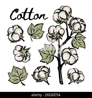 COTON COLORÉ Botty esquisse avec branche Boll et feuilles de plante sur fond blanc dans le style vintage dessin à la main clip Art Vector Illustration jeu pour Illustration de Vecteur