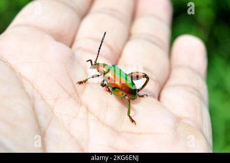 Le coléoptère de la grenouille ou Sagra buquet est une espèce de coléoptère appartenant à la famille des Chrysomelidae Banque D'Images