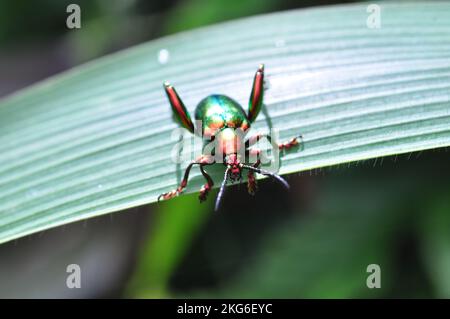 Le coléoptère de la grenouille ou Sagra buquet est une espèce de coléoptère appartenant à la famille des Chrysomelidae Banque D'Images