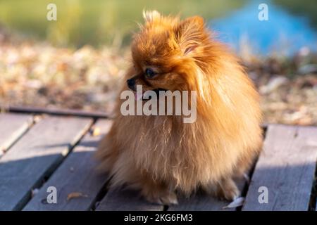 Mini promenades pomeraniennes dans le parc. Poméranie sur une promenade dans le parc d'automne. Chien dans la rue. Banque D'Images