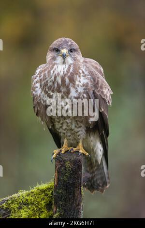 Buteo buteo, adulte debout en poste, Suffolk, Angleterre, novembre Banque D'Images