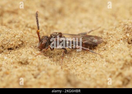 Gros plan sur une femelle de l'abeille Nomad de Sheppard, Nomada sheppardana, dans le sable Banque D'Images