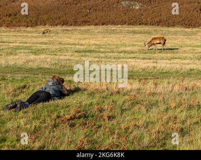 Photographe animalière couché avec un téléobjectif qui photographie un cerf de Red Deer à Bradgate Park, Leicestershire, Angleterre Banque D'Images
