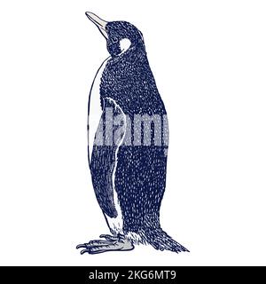 Pingouin, dessiné à la main avec un stylo et de l'encre. Vecteur réaliste Illustration d'un oiseau antarctique isolé sur fond blanc. Vecteurs de stock. Illustration de Vecteur