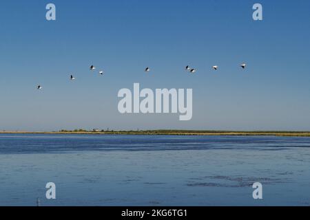 Pélicans volant au-dessus du paysage du golfe photo Banque D'Images