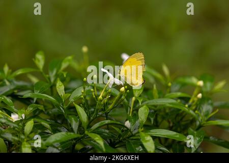 Un papillon jaune d'herbe commune (Eurema hecabe) se nourrissant d'une petite fleur blanche dans le jardin de Mangalore, Karnataka en Inde. Banque D'Images