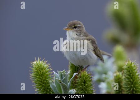 Fitis, Fitis-Laubsänger, Fitislaubsänger, Phylloscopus trochilus, Paruline de saule, Fitis Pouillot Banque D'Images