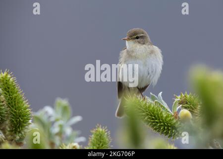 Fitis, Fitis-Laubsänger, Fitislaubsänger, Phylloscopus trochilus, Paruline de saule, Fitis Pouillot Banque D'Images