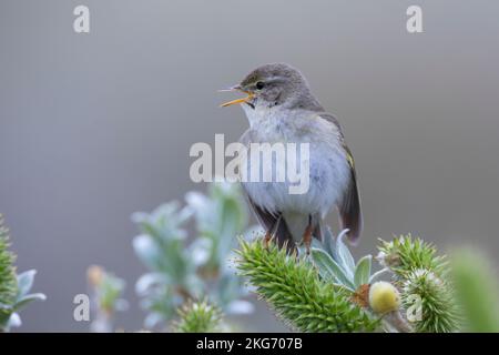 Fitis, Fitis-Laubsänger, Fitislaubsänger, Phylloscopus trochilus, Paruline de saule, Fitis Pouillot Banque D'Images