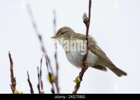 Fitis, Fitis-Laubsänger, Fitislaubsänger, Phylloscopus trochilus, Paruline de saule, Fitis Pouillot Banque D'Images