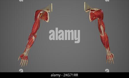 Anatomie complète du bras de l'extrémité supérieure 3D Banque D'Images