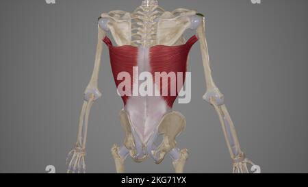 Latissimus dorsi muscle Anatomie Banque D'Images