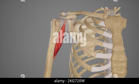 Muscle Coracobrachialis Banque D'Images