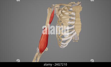 Muscles profonds du bras. Banque D'Images