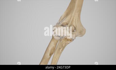 OS du coude dans la vue extension-antérieure Banque D'Images