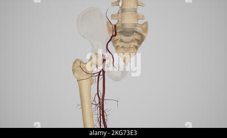 Illustration médicale de l'anastomose Cruciate Banque D'Images