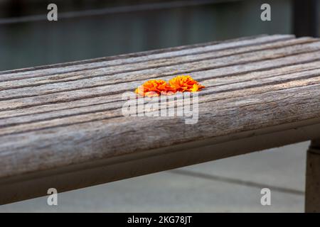 Une fleur d'orange sur un banc en bois en automne. Solitude et abandon Banque D'Images