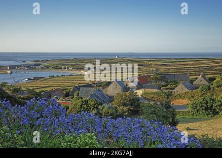 France, Manche. (50), Auderville, paysage de la Haye à Port Goury, parterre d'Agapanthus Banque D'Images