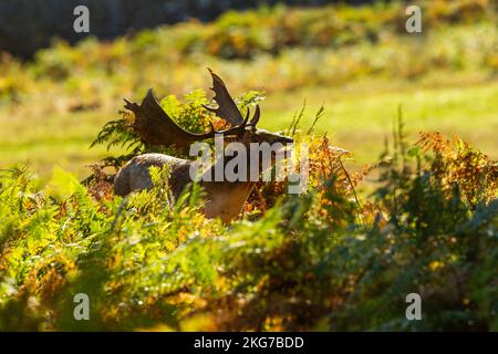 Cerfs de Virginie mâles qui s'attellent pendant la saison de ruttaison, en saumâtre et en rétro-éclairage d'automne. Banque D'Images