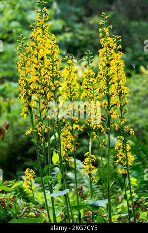 Fischers Ragwort, Ligularia fischeri, Leopard Plant, Banque D'Images