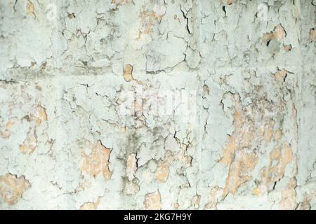 Mur qui s'écaille. Ancienne peinture. Couche de peinture qui a survolé. Texture légère de l'ancien mur. Banque D'Images